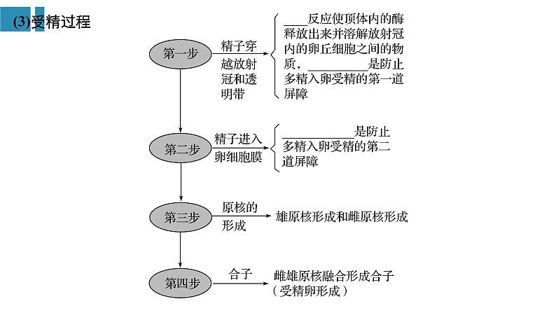 高中生物《第39讲胚胎工程与生物技术的安全性和伦理问题》课件05