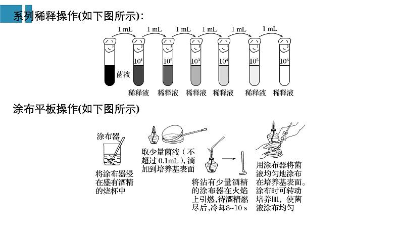 高中生物《第42讲微生物的利用》课件第7页