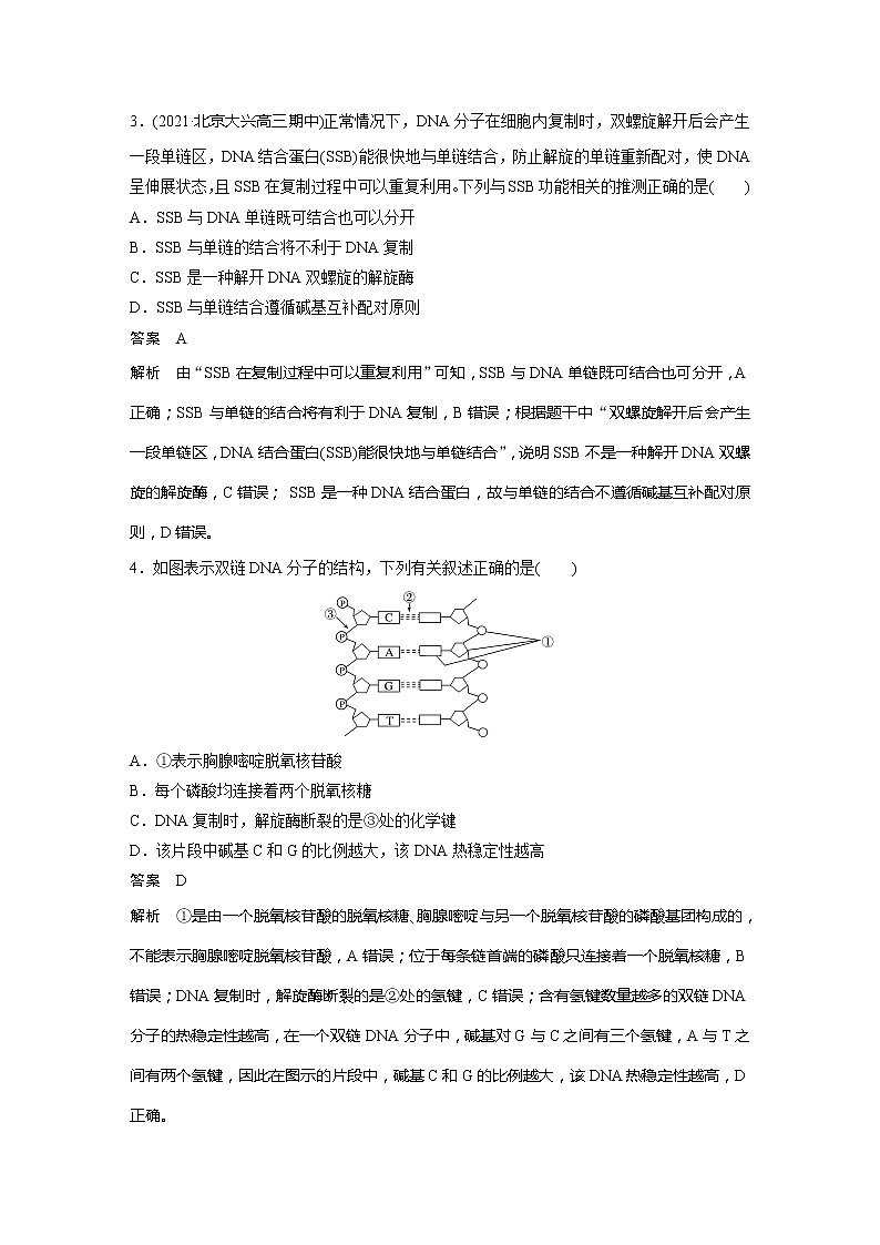 2022届高考生物一轮复习专题训练44　理解DNA的结构及复制　（解析版）第2页