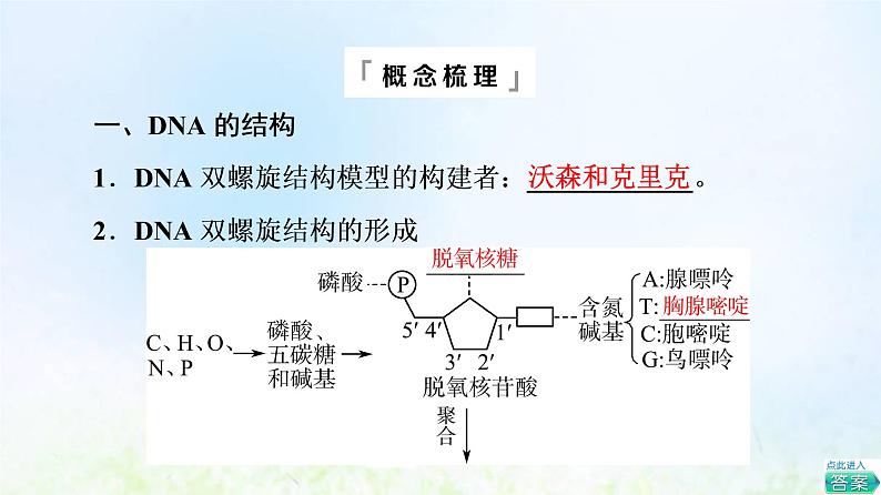 2022版新教材高考生物一轮复习第6单元基因的本质和表达第17课DNA的结构复制和基因的本质课件新人教版05