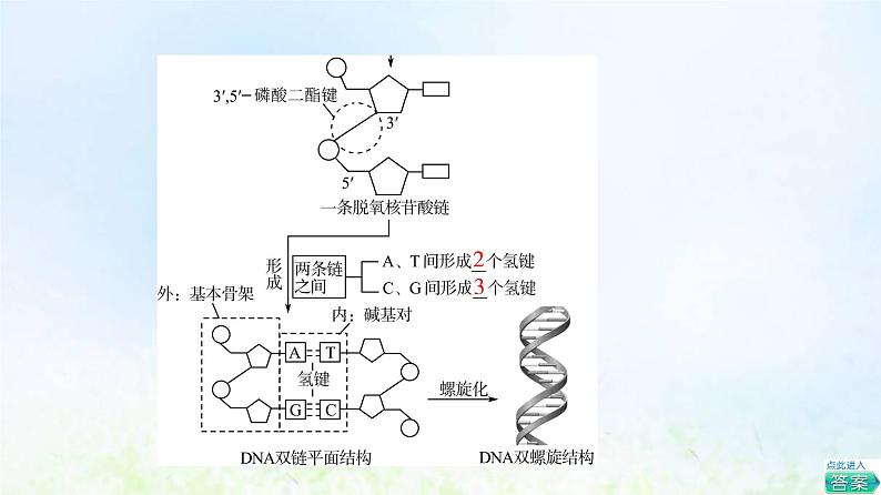 2022版新教材高考生物一轮复习第6单元基因的本质和表达第17课DNA的结构复制和基因的本质课件新人教版06