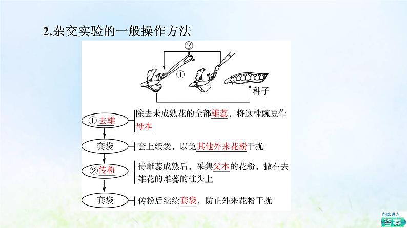 2022版新教材高考生物一轮复习第5单元遗传的基本规律与伴性遗传第13课孟德尔的豌豆杂交实验一课件新人教版05