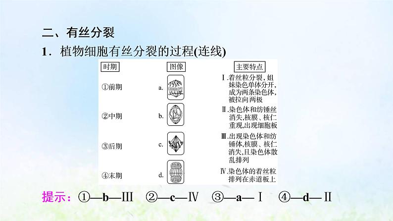 2022版新教材高考生物一轮复习第4单元细胞的生命历程第10课细胞的增殖课件新人教版06