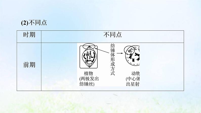 2022版新教材高考生物一轮复习第4单元细胞的生命历程第10课细胞的增殖课件新人教版08