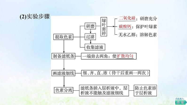 2022版新教材高考生物一轮复习第3单元细胞的能量供应和利用第9课光合作用与能量转化课件新人教版06