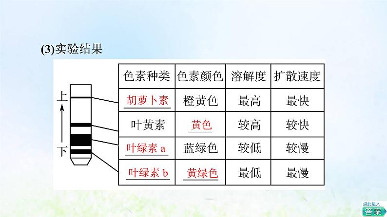 2022版新教材高考生物一轮复习第3单元细胞的能量供应和利用第9课光合作用与能量转化课件新人教版07