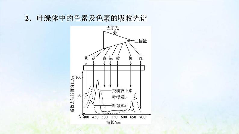 2022版新教材高考生物一轮复习第3单元细胞的能量供应和利用第9课光合作用与能量转化课件新人教版08