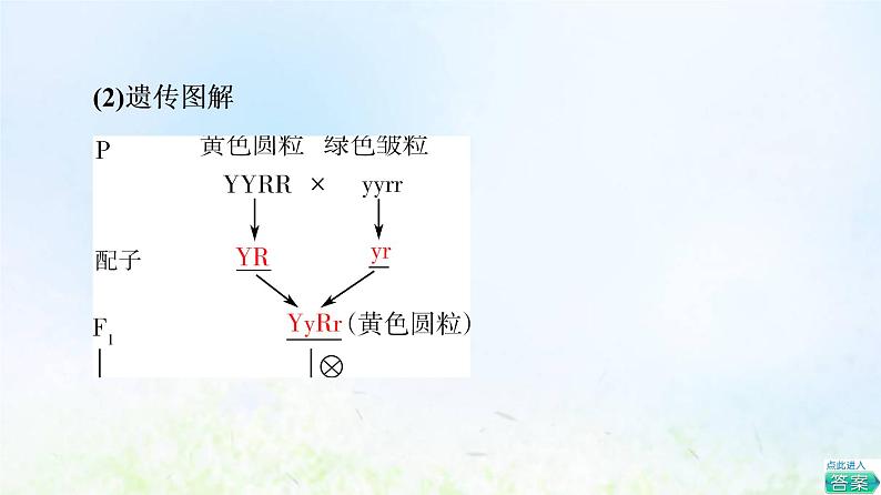2022版新教材高考生物一轮复习第5单元遗传的基本规律与伴性遗传第14课孟德尔的豌豆杂交实验二课件新人教版06