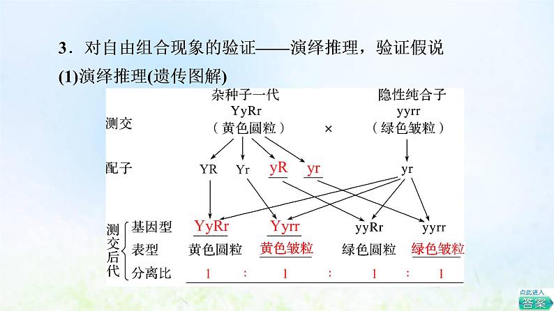 2022版新教材高考生物一轮复习第5单元遗传的基本规律与伴性遗传第14课孟德尔的豌豆杂交实验二课件新人教版08