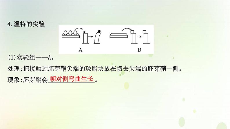 新教材高中生物第5章植物生命活动的调节第1节植物生长素课件新人教版选择性必修第一册07