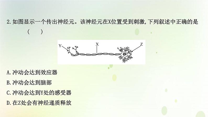 新教材高中生物第2章神经调节第3节神经冲动的产生和传导课时检测课件新人教版选择性必修第一册04