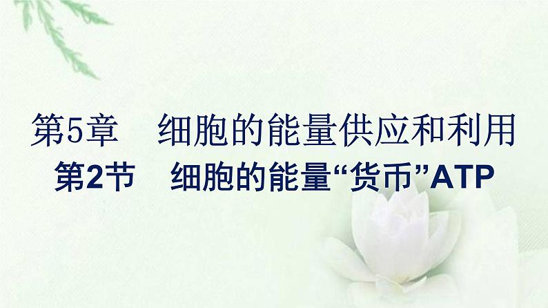 新教材高中生物第5章细胞的能量供应和利用第2节细胞的能量“货币”ATP课件新人教版必修1第1页