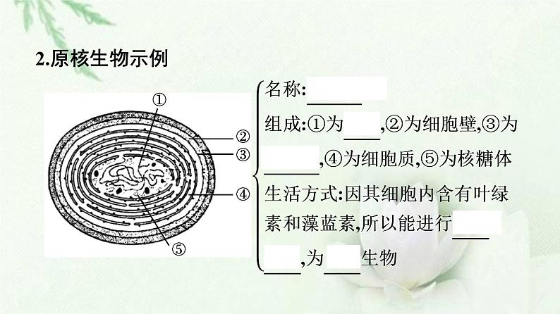 新教材高中生物第1章走近细胞第2节细胞的多样性和统一性课件新人教版必修108