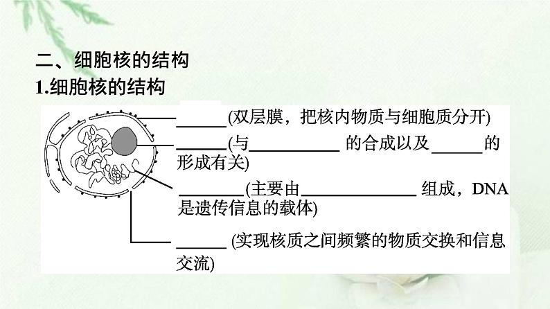 新教材高中生物第3章细胞的基本结构第3节细胞核的结构和功能课件新人教版必修106