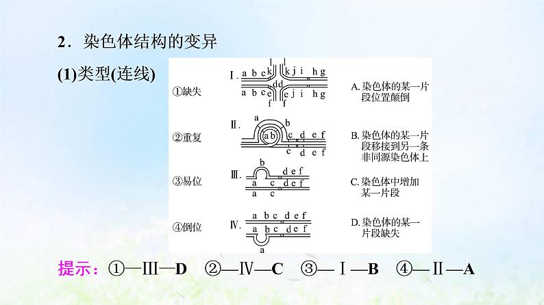 2022版新教材高考生物一轮复习第7单元生物的变异育种与进化第20课染色体变异课件新人教版08