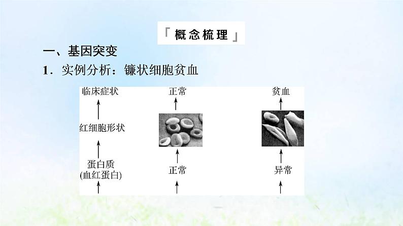 2022版新教材高考生物一轮复习第7单元生物的变异育种与进化第19课基因突变和基因重组课件新人教版07