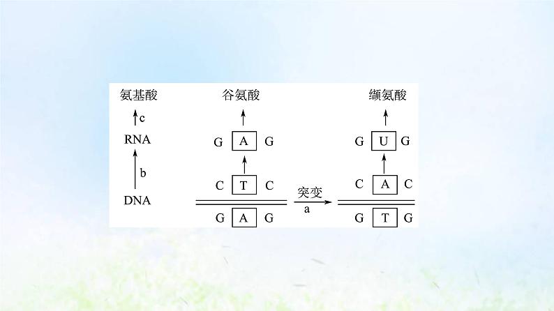 2022版新教材高考生物一轮复习第7单元生物的变异育种与进化第19课基因突变和基因重组课件新人教版08