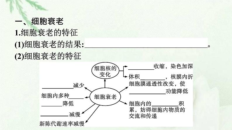 新教材高中生物第6章细胞的生命历程第3节细胞的衰老和死亡课件新人教版必修1第7页