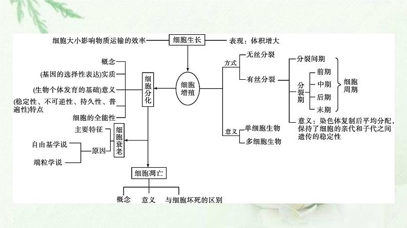 新教材高中生物第6章细胞的生命历程本章整合课件新人教版必修1第3页