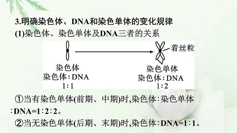 新教材高中生物第6章细胞的生命历程本章整合课件新人教版必修1第7页