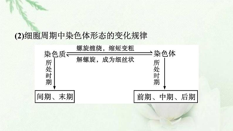 新教材高中生物第6章细胞的生命历程本章整合课件新人教版必修1第8页