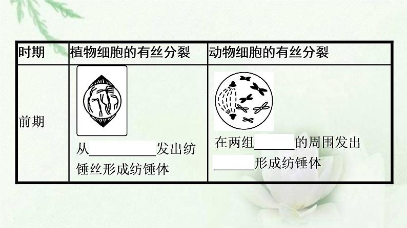 细胞的增殖PPT课件免费下载04