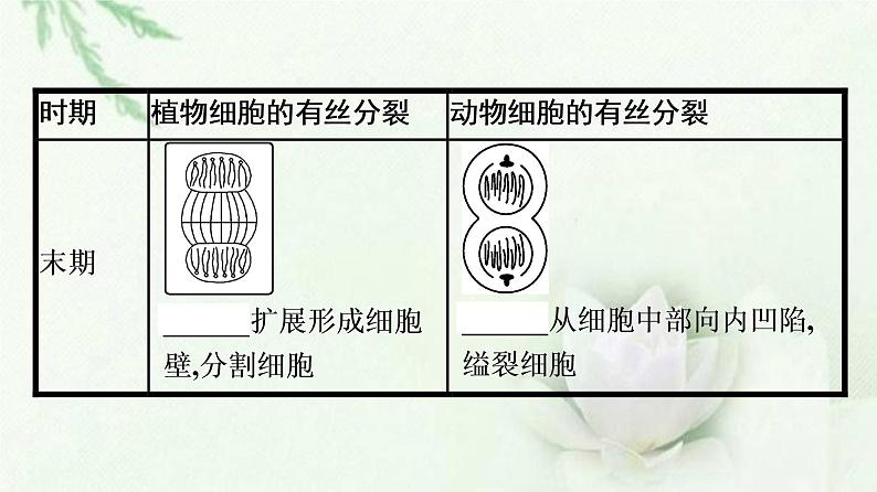 细胞的增殖PPT课件免费下载05