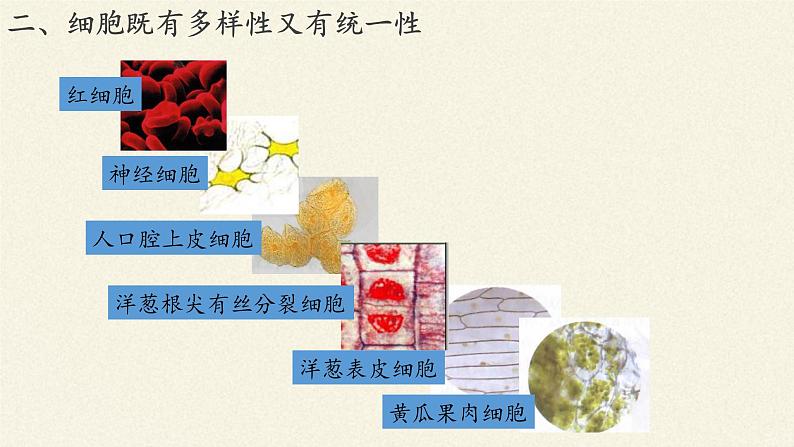 细胞是生命的单位PPT课件免费下载08