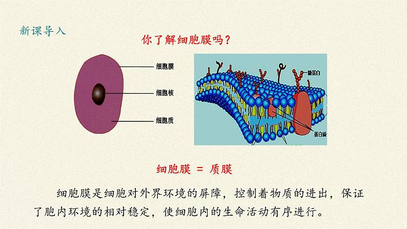 高中生物浙科版（2019）必修一2.2细胞膜控制细胞与周围环境的联系 课件02