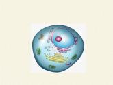 2021-2022学年高中生物浙科版（2019）必修一2.4细胞核是细胞生命活动的控制中心 课件