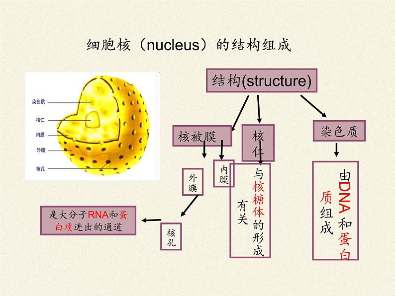 高中生物浙科版（2019）必修一2.4细胞核是细胞生命活动的控制中心 课件03