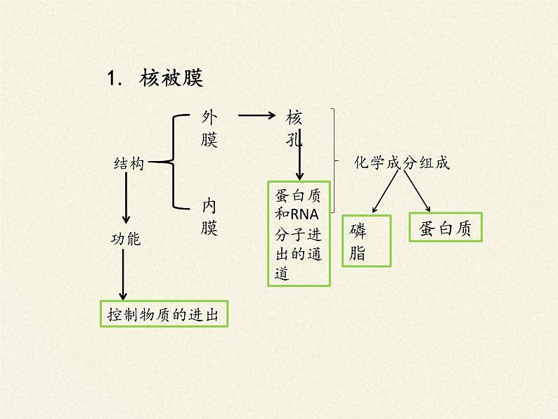 高中生物浙科版（2019）必修一2.4细胞核是细胞生命活动的控制中心 课件04