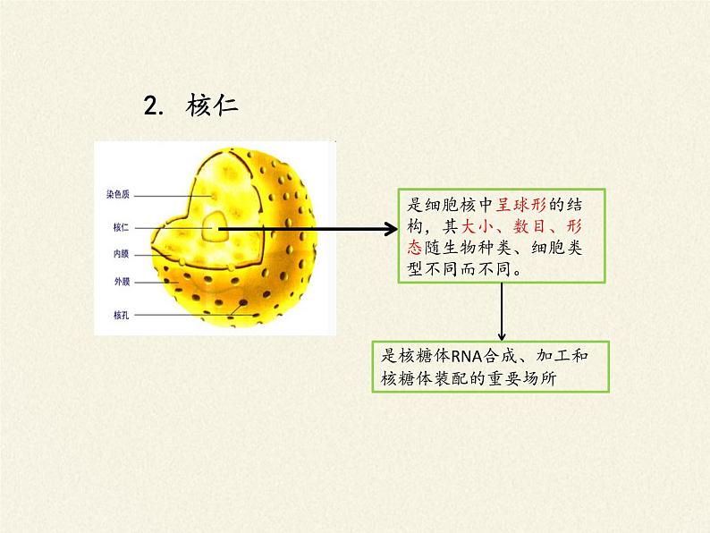 高中生物浙科版（2019）必修一2.4细胞核是细胞生命活动的控制中心 课件06