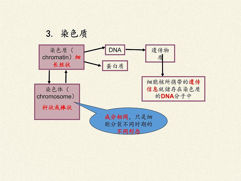 高中生物浙科版（2019）必修一2.4细胞核是细胞生命活动的控制中心 课件07