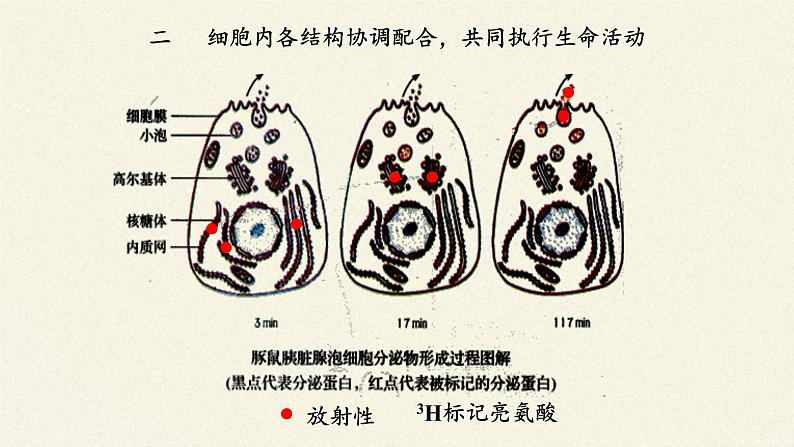 细胞在结构和功能上是一个统一整体PPT课件免费下载08