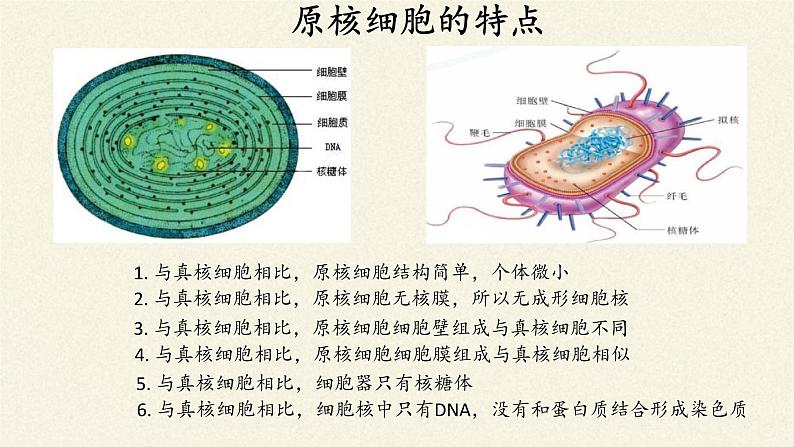 高中生物浙科版（2019）必修一2.6原核细胞内无成形的细胞核 课件02