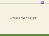 ATP是細(xì)胞內(nèi)的“能量通貨”PPT課件免費(fèi)下載