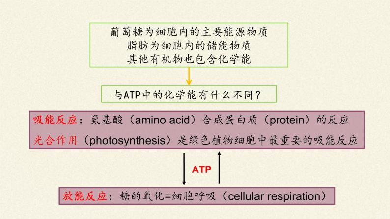 ATP是细胞内的“能量通货”PPT课件免费下载05