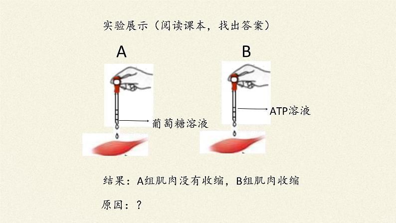 ATP是细胞内的“能量通货”PPT课件免费下载06