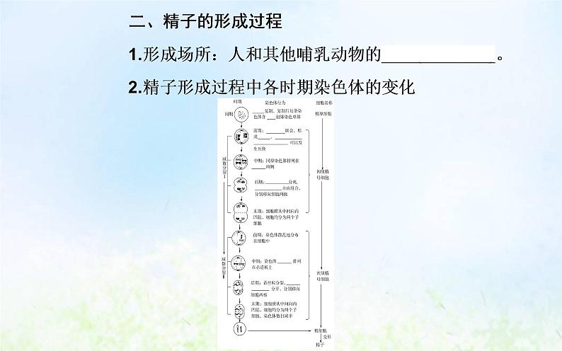 2022届新教材高考生物一轮复习专题六遗传的细胞基础课件第5页