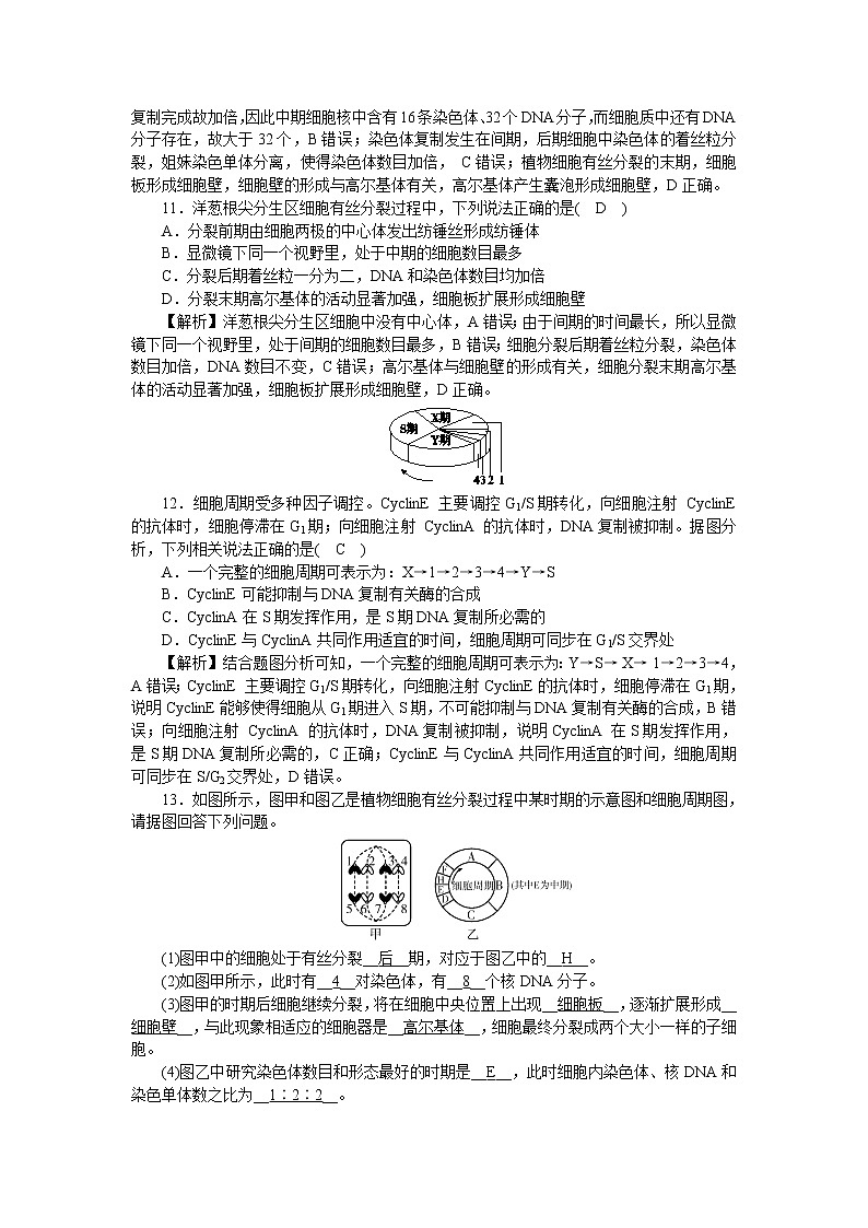 2021-2022学年高一生物浙科版必修第一册作业+24+细胞周期和植物细胞有丝分裂+Word版含解析 练习03