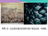 高中生物人教版必修三4 .1 《种群的特征》课件PPT