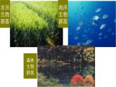 高中生物人教版必修三 4.3 《群落的结构》课件PPT
