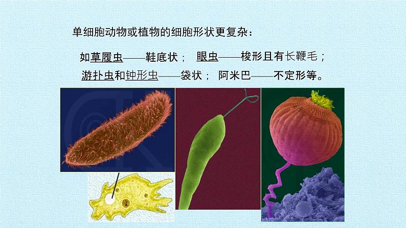 第一单元第一章细胞概述复习课件   中图版高中生物必修108