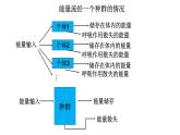 生态系统的能量流动PPT课件免费下载