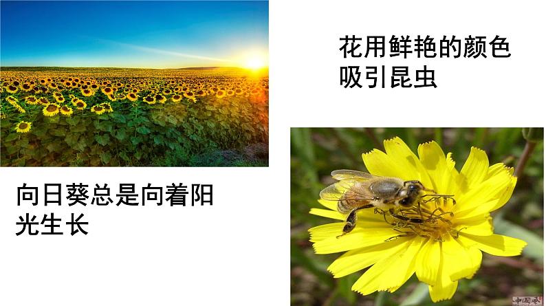 高中生物人教版必修三 5.4 《生态系统的信息传递》课件第5页