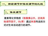 高中生物人教版必修三 2.3《神经调节与体液调节的关系》课件PPT