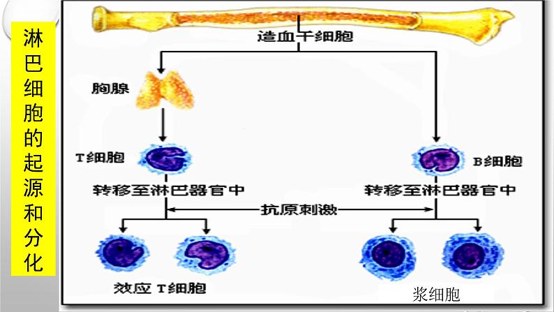 高中生物人教版必修三 2.4 《免疫调节》课件PPT第7页