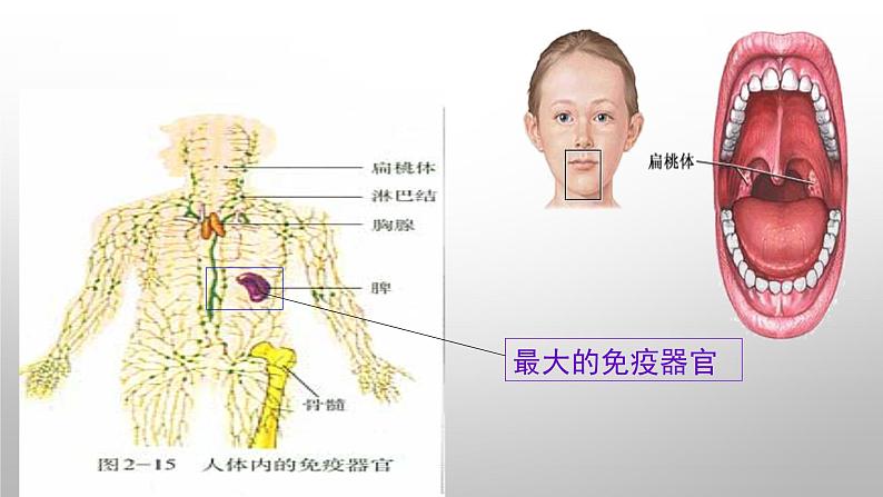 高中生物人教版必修三 2.4 《免疫调节》课件PPT第8页