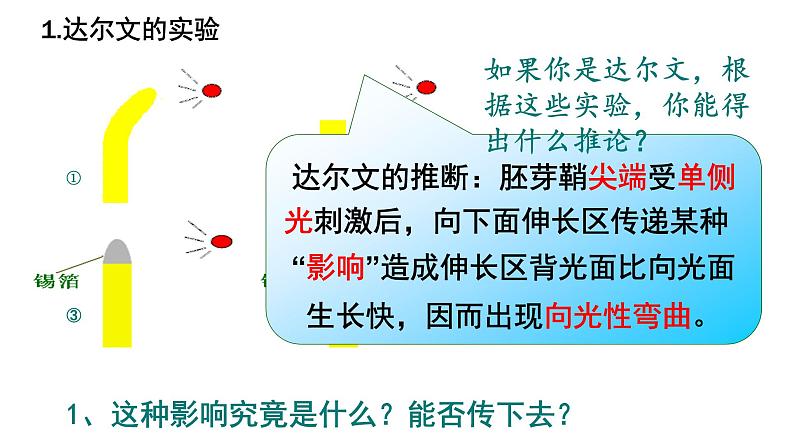 高中生物人教版必修三 3.1 《植物生长素的发现》课件PPT06